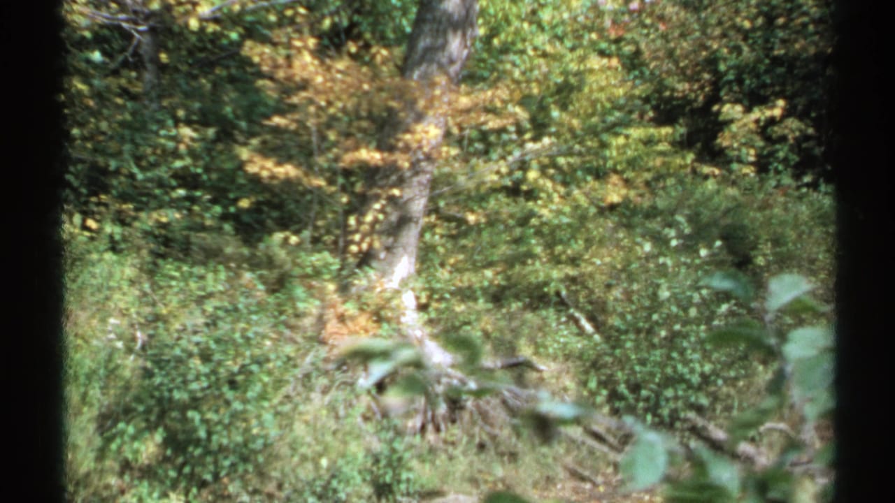 1971 New York forest view with dense green brush, yellowing leaves, and a pale tree trunk near the center of the frame.