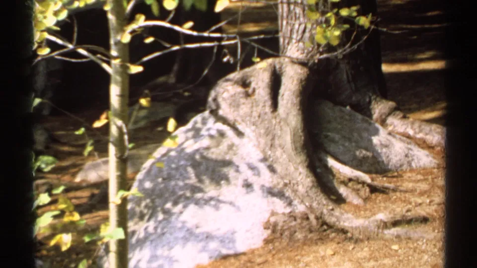 Later frame shows a smaller grey rock near exposed tree roots and branches in the same wooded setting.