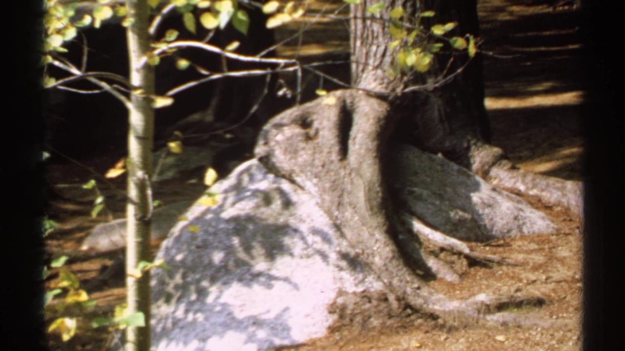 1971 New York 8mm frame showing exposed tree roots around a large rock, with slim trunks and leaves in dappled forest light.