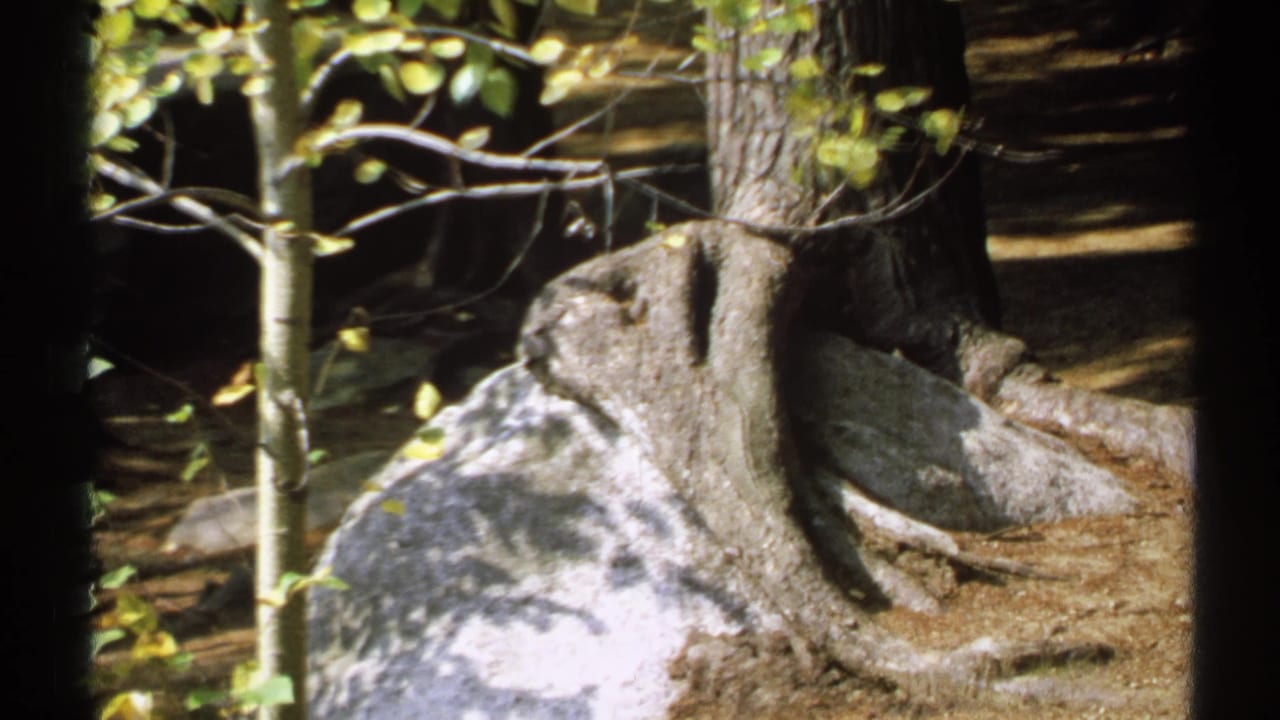 Close view of tree roots and a rock beside small forest trunks.