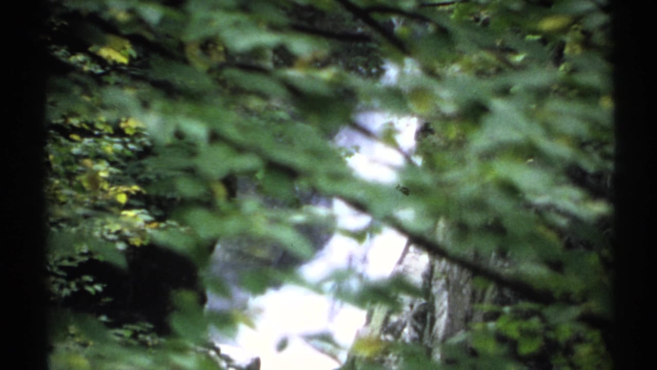 Leafy branches partially obscure a bright waterfall in a wooded ravine.