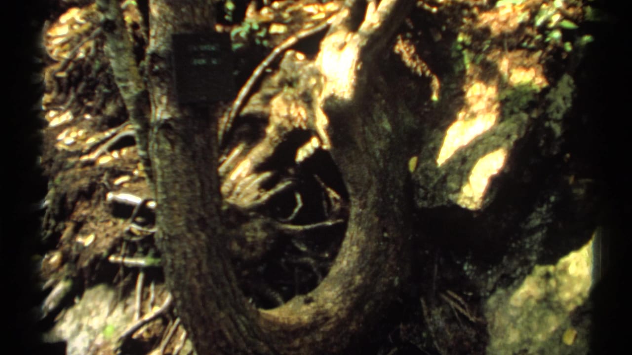 Close view of a gnarled tree trunk and roots on a sunlit forest floor.