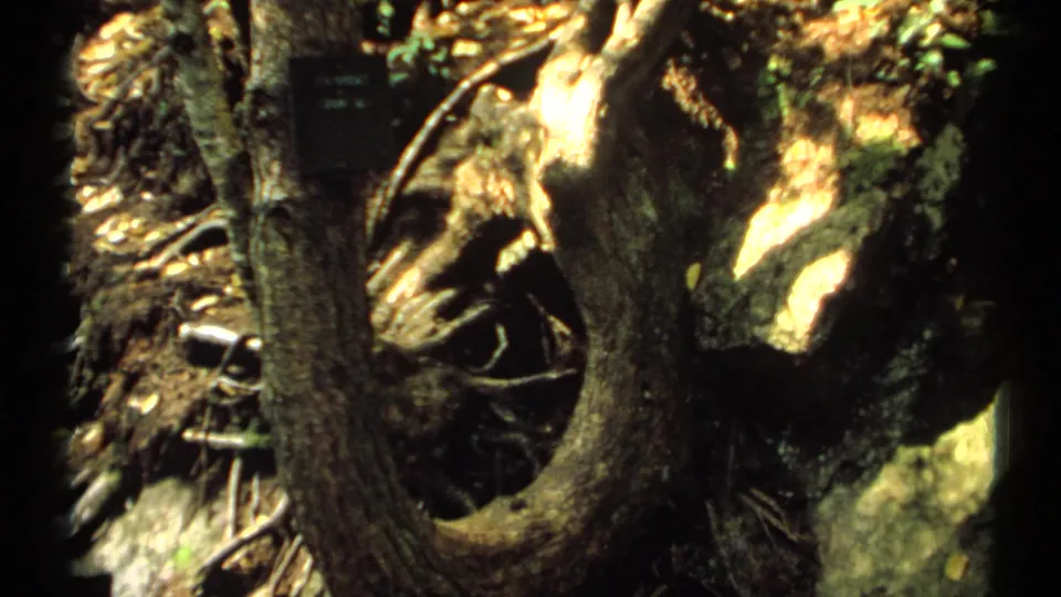 1971 New York 8mm frame showing a large textured tree trunk with exposed roots, leaf litter, and bright patches of sunlight.