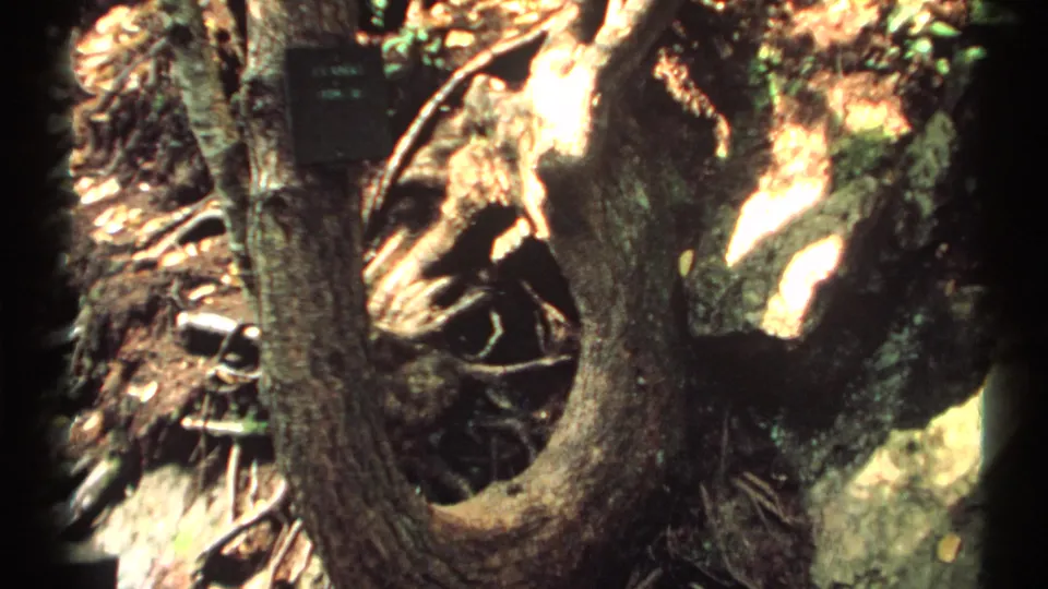 Vintage 8mm view from New York in 1971 showing deeply textured bark, twisting roots, scattered leaves, and dappled woodland light.