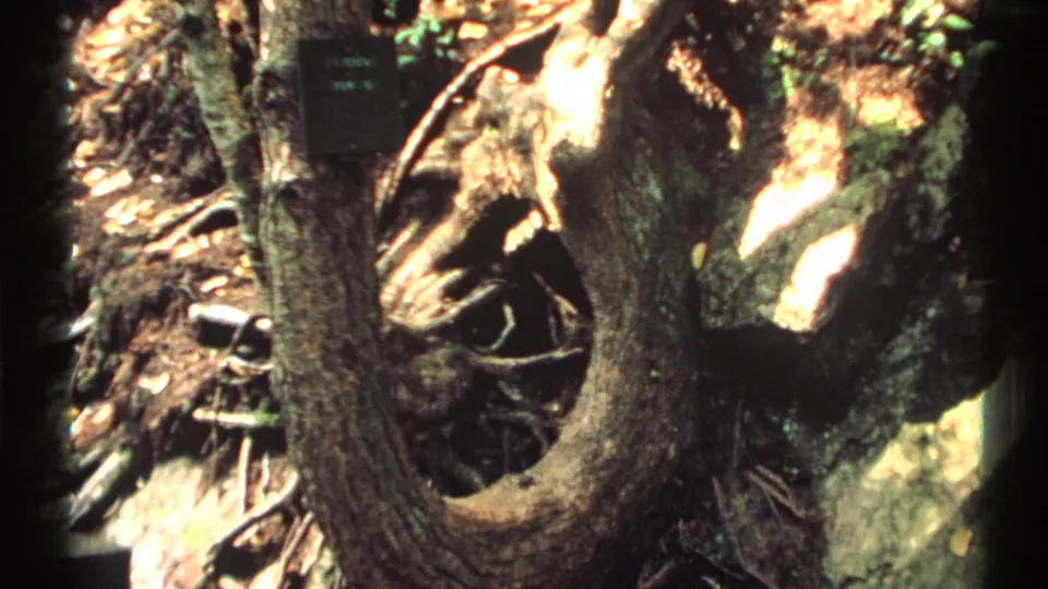 1971 New York home-movie frame lingering on a gnarled tree base, exposed roots, leaf litter, and high-contrast sunlight.