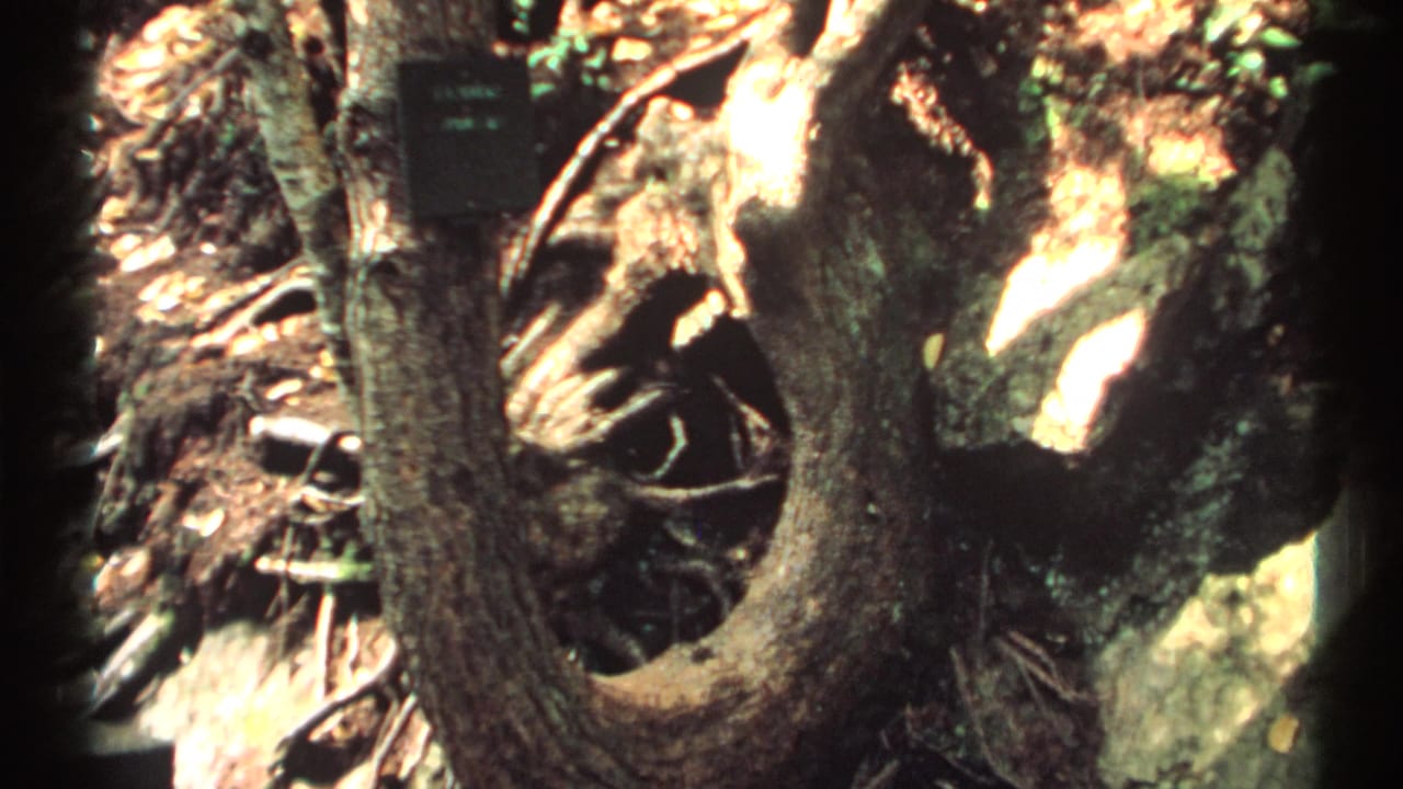 1971 New York 8mm frame showing a gnarled tree base, exposed roots, bark, and forest floor debris near the falls area.