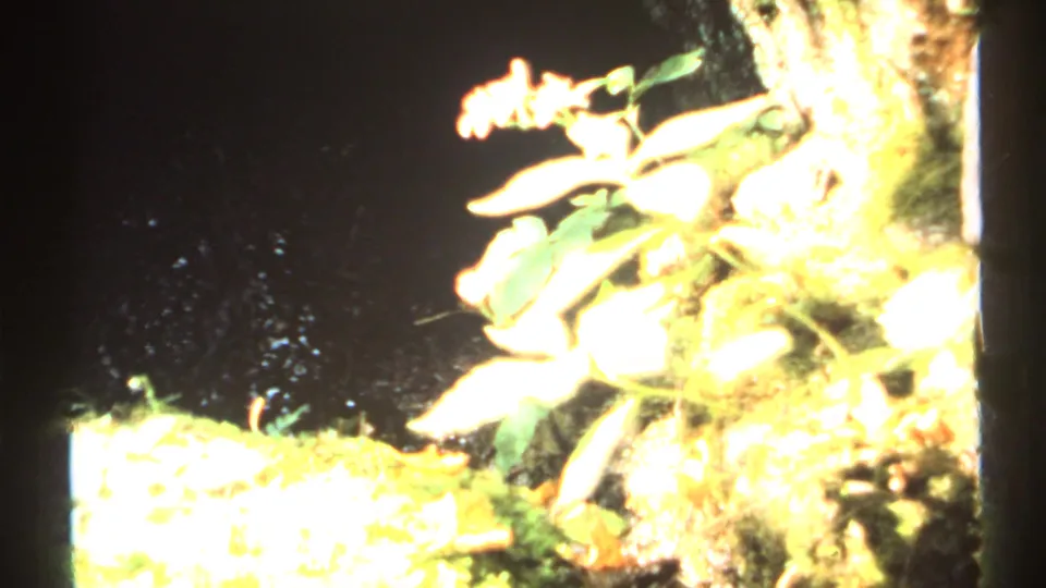 1971 New York 8mm frame showing bright leaves, small pale flowers, mossy growth, and dark streamside water in the wooded falls area.