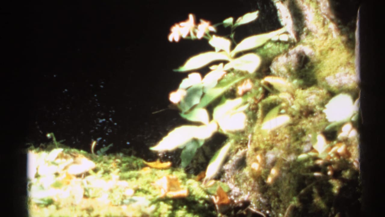 1971 New York 8mm frame showing a moss-covered stream edge, pale flowers, green leaves, and tree bark in dappled light.