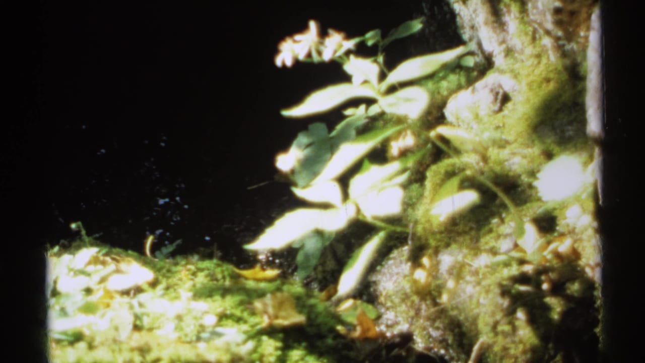 Close view of moss, leaves, flowers, and dark water beside a tree trunk.