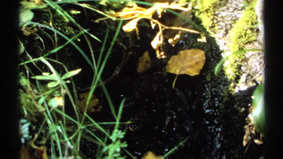 1971 New York 8mm frame showing thin grasses, fallen leaves, moss-covered stones, and dark water in a small stream.