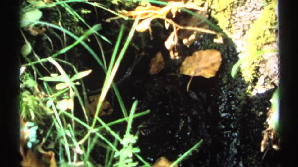 1971 New York 8mm frame with bright grasses, fallen leaves, mossy bark, and dark stream water in close-up.