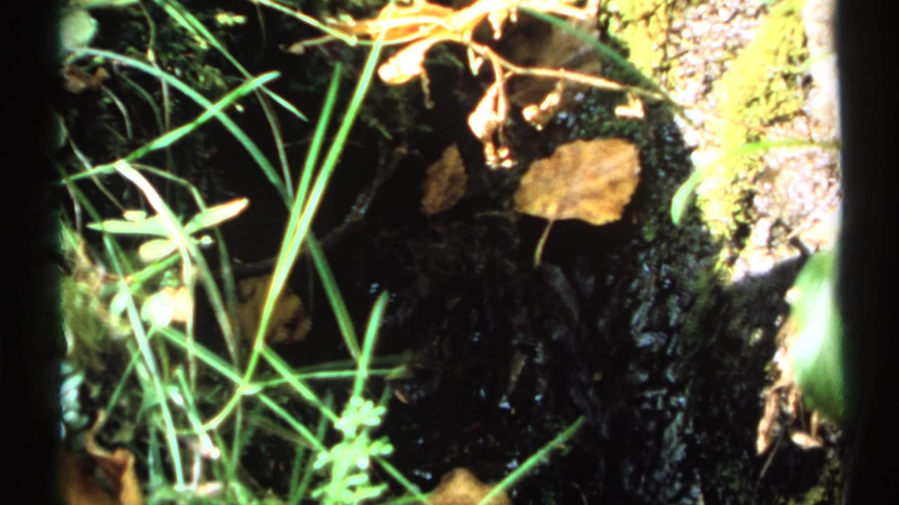 Shallow water runs through dark rocks with grass, moss, and fallen leaves.