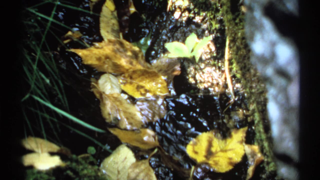 Yellow and brown leaves cling to wet rocks beside narrow stream water.
