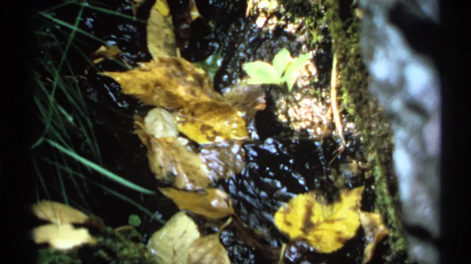 1971 New York 8mm frame showing autumn leaves caught against wet mossy rocks in a small woodland stream.