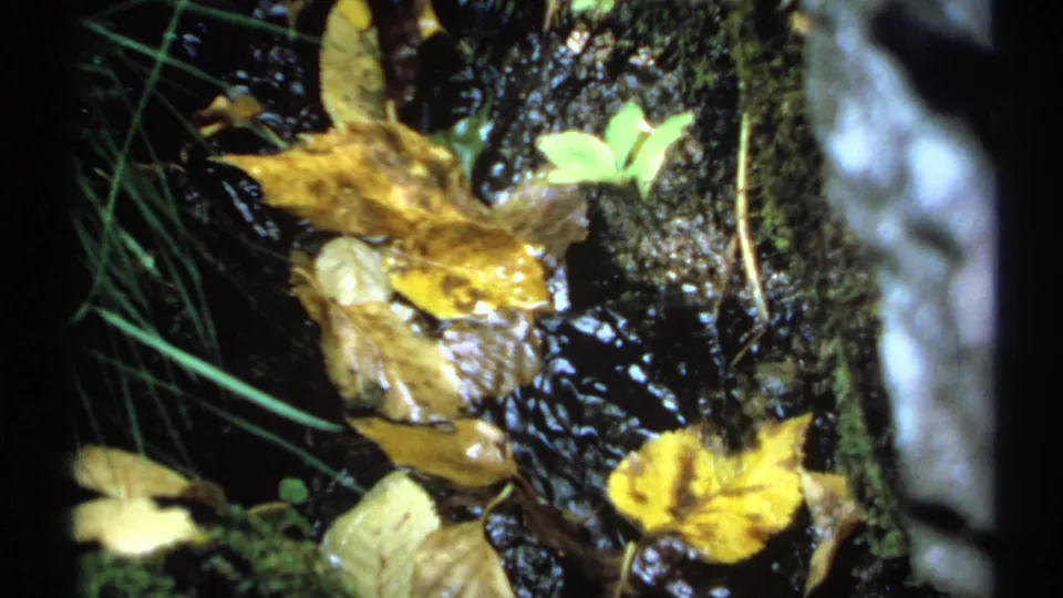 1971 New York 8mm frame of fallen autumn leaves lodged among moss, rocks, and shallow moving water.