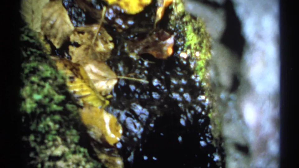 1971 New York 8mm frame with moss, fallen leaves, and reflective shallow water between dark rocks or bark-like edges.