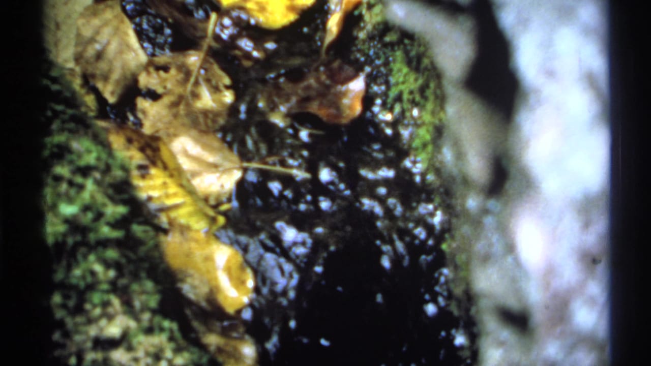 Wet mossy rocks with dark flowing water and fallen autumn leaves.