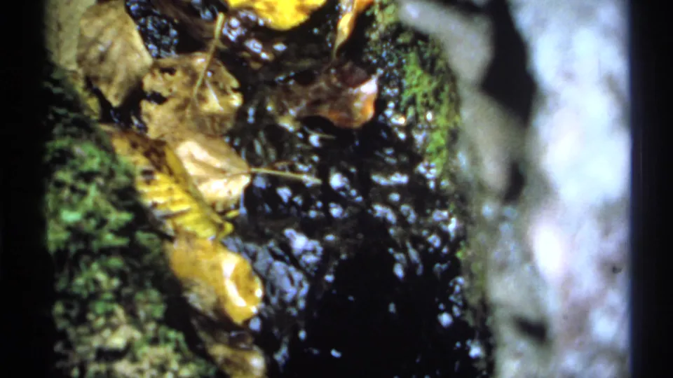 1971 New York 8mm close-up of water moving over mossy rocks with yellow-brown autumn leaves caught on the surface.