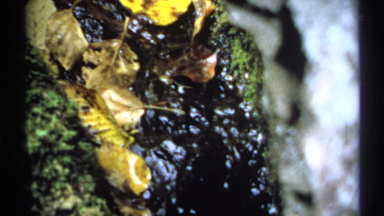 Close 8mm view of dark water passing around moss-covered rock and scattered autumn leaves in New York, 1971.
