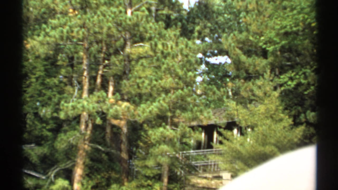 1971 New York 8mm frame showing dense green trees and a small rustic tree house or platform partly obscured by foliage.