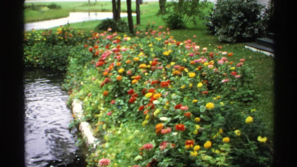 1971 Rollag, Minnesota 8mm frame of bright red, yellow, orange, and pink flowers growing along a stream bank in a park-like setting.