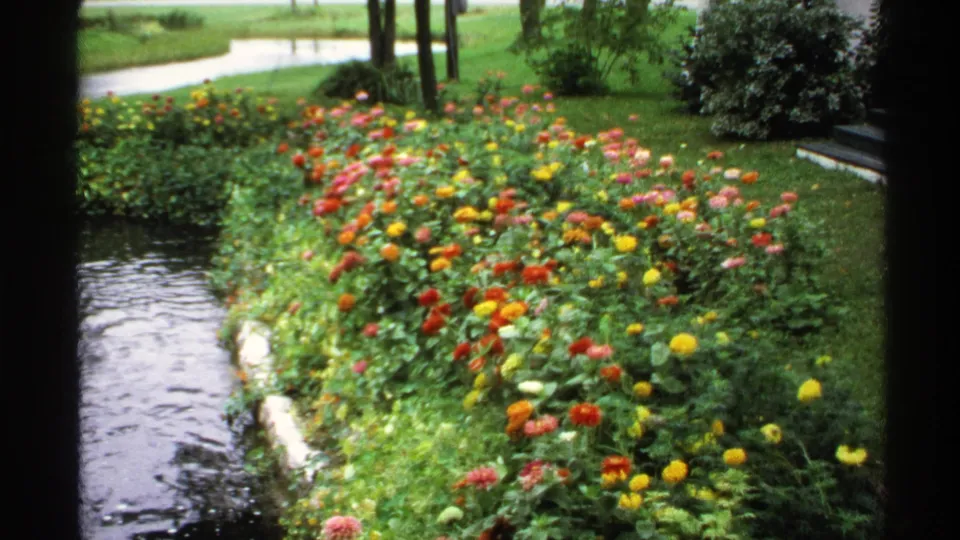 1971 Rollag, Minnesota 8mm frame showing a dense flower garden beside dark moving water, with trees and a pale path behind it.