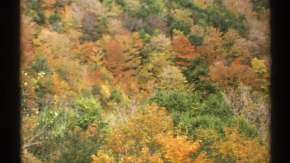 1971 Vermont foliage view with dense hillside trees in orange, yellow, green, and muted brown tones.