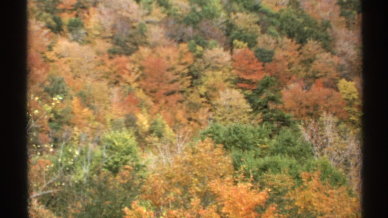 1971 Vermont 8mm frame showing dense autumn foliage viewed through dark vertical window or frame edges.