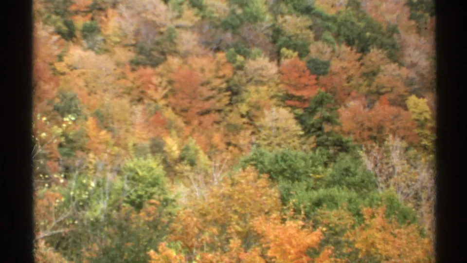1971 Vermont 8mm frame showing dense autumn foliage viewed through dark vertical window or frame edges.
