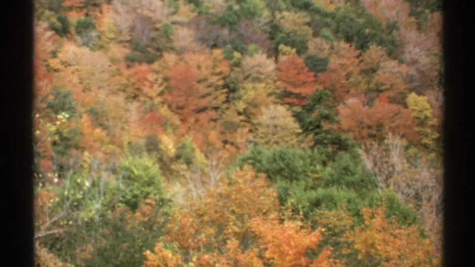 1971 Vermont home-movie view of a wooded hillside with mixed fall colors and visible frame-edge shadows.