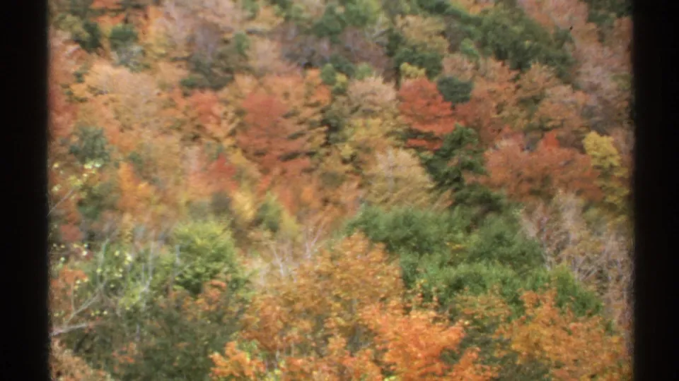 1971 Vermont 8mm frame with close, soft-focus autumn foliage and green evergreen areas between orange trees.