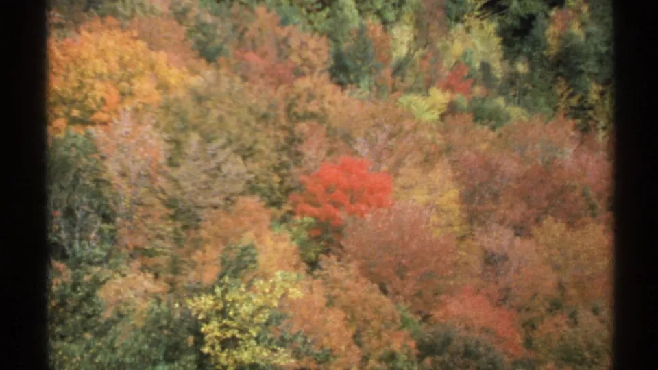 The final frame tightens on Vermont autumn color, centering a vivid red tree within dense mixed foliage and soft 8mm texture.