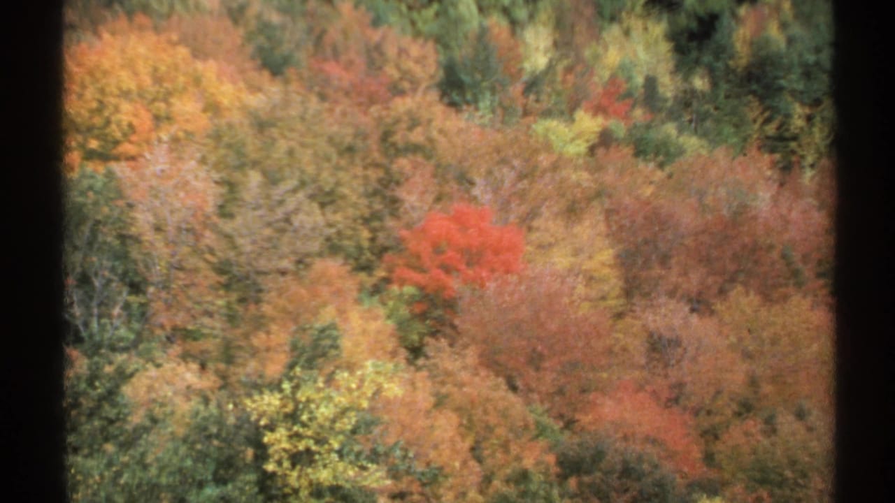 Autumn forest hillside with red, orange, gold, and green trees.