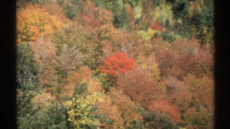1971 Vermont 8mm frame showing dense autumn foliage across a wooded hillside, with saturated reds, oranges, golds, and greens.