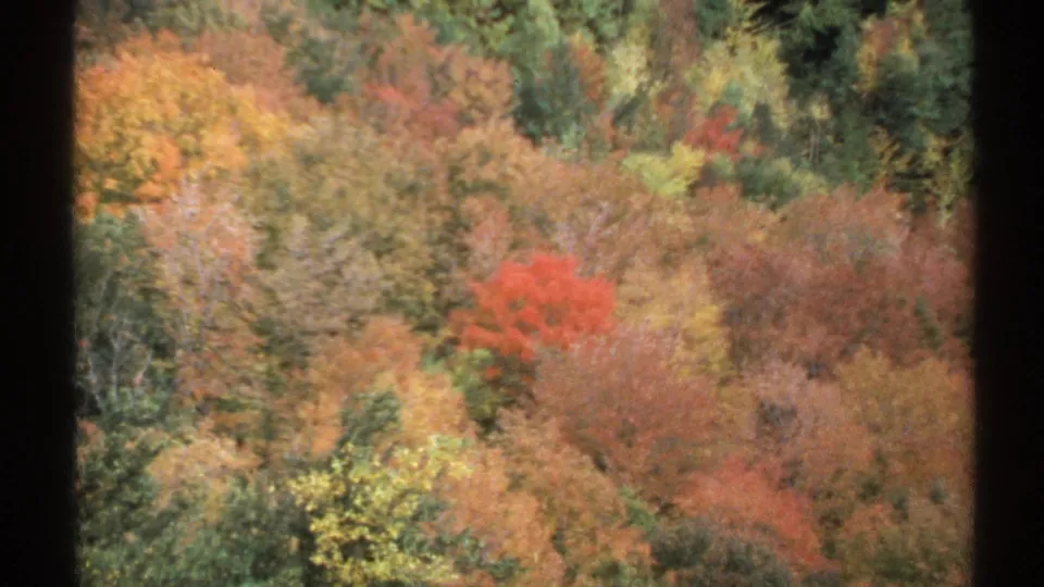 1971 Vermont 8mm frame of a fall-colored forest hillside, including a vivid red cluster among orange, gold, and green trees.
