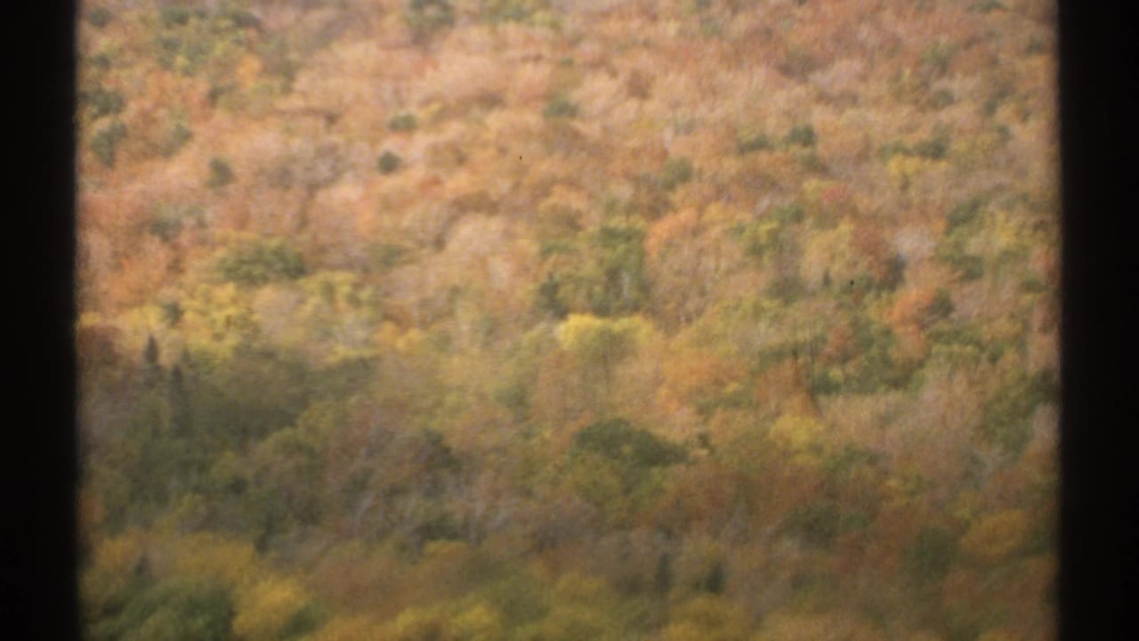 Soft-focus autumn forest covering a hillside in fall colors.