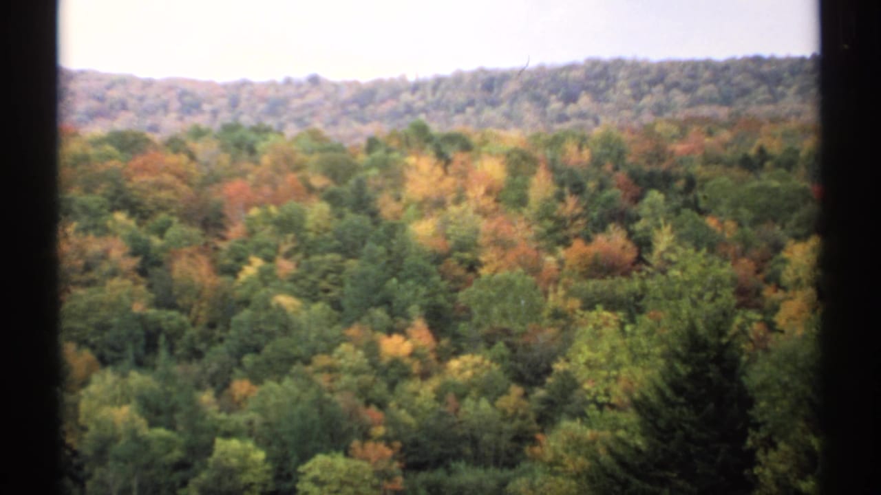 Autumn forested hillside with green, yellow, and orange trees under a pale sky.