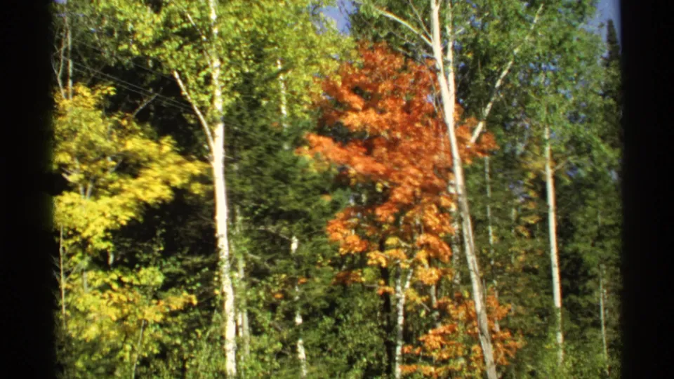1971 Wisconsin 8mm frame showing autumn foliage, including a bright orange tree among green and yellow woodland.