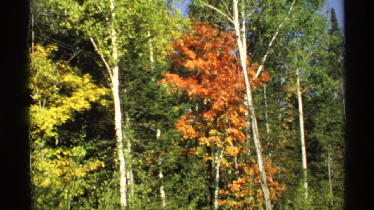 Autumn trees with birch trunks, green foliage, and orange leaves.