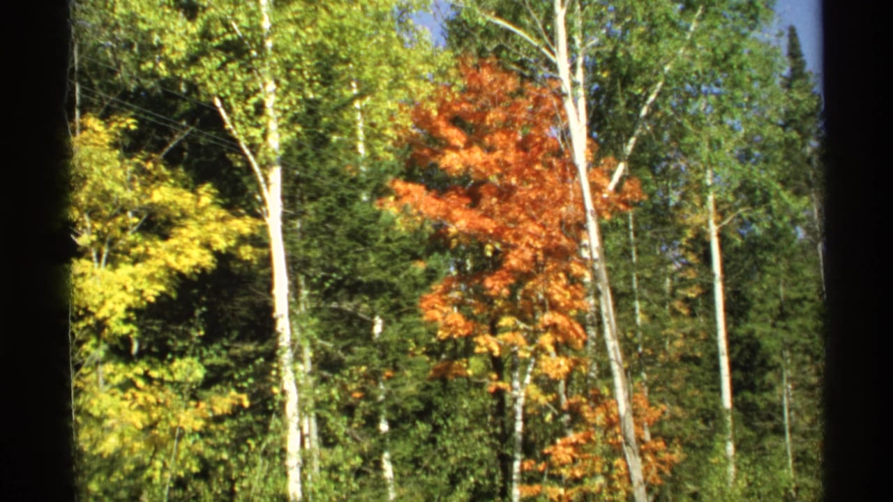 Similar autumn forest view with birch trees and orange foliage.