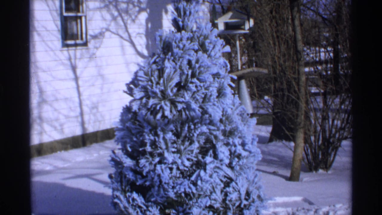 Frost-covered evergreen in a snowy yard beside a white house.
