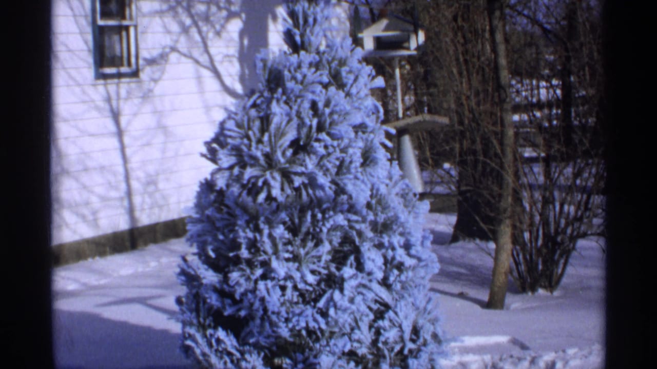 Snowy yard with an icy evergreen, house wall, bare trees, and bird feeder.
