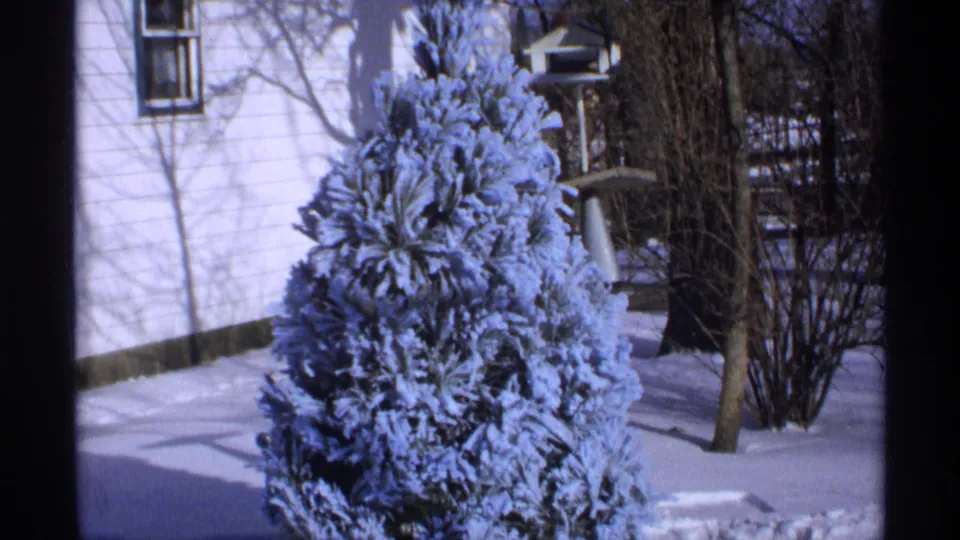 1971 Wisconsin winter frame with a snow-coated evergreen, white house exterior, bare trees, and a bird feeder or yard structure.