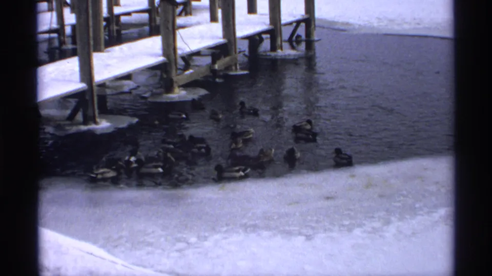 1971 Wisconsin winter frame with ducks swimming near a snow-dusted wooden pier and icy lake edge.