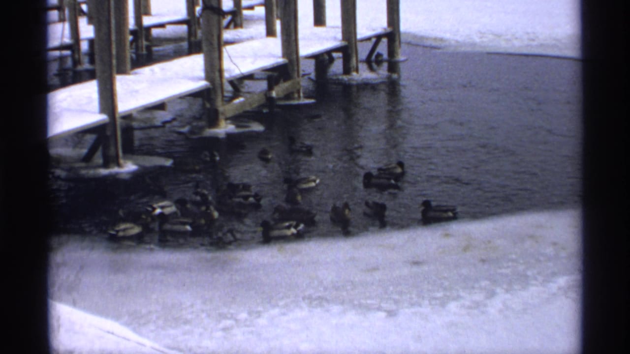 1971 Wisconsin 8mm frame of mallard ducks swimming near wooden docks, snow-covered banks, and patches of ice on the river.