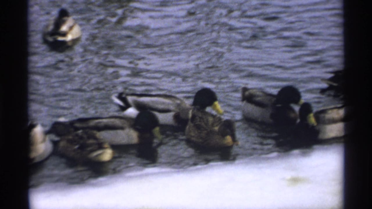 Several mallard ducks swim near a snowy riverbank with rippled water behind them.