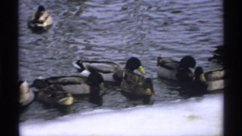 Mallard ducks move through cold open water beside snow and ice in this 1971 Wisconsin home-movie frame.