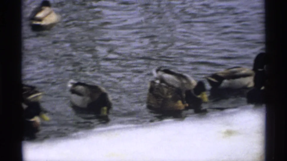 Close 8mm view of mallards in rippled winter river water beside snow and ice, with dark framing at the edges.