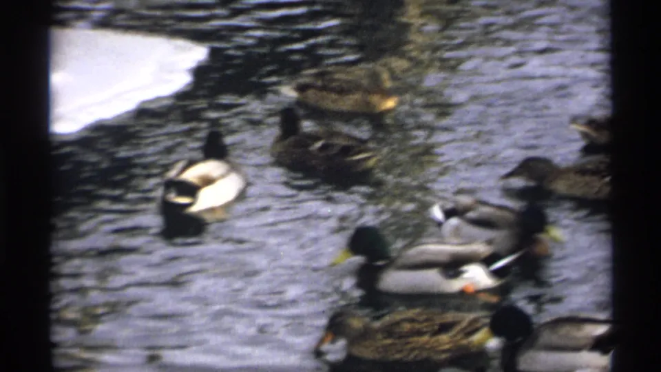 1971 Wisconsin winter river frame with mallards swimming around snow and ice, seen through dark vertical foreground edges.