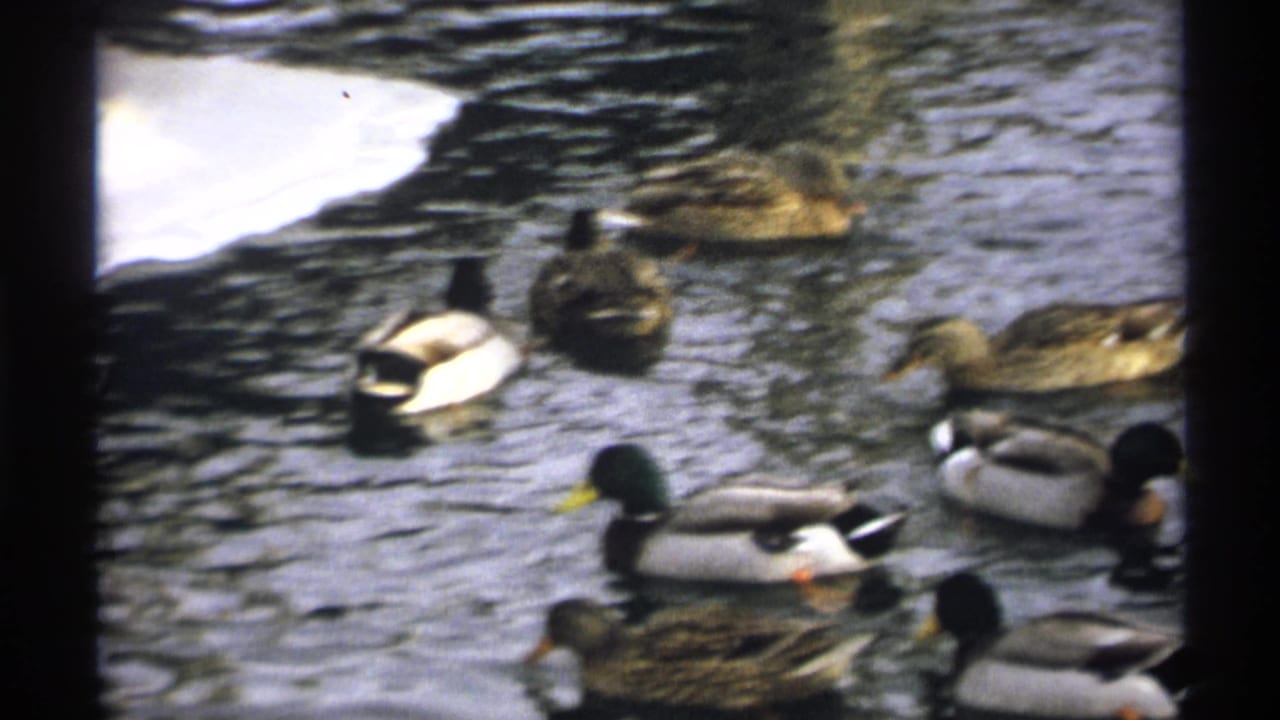 Mallard ducks swimming on rippled pond water near snow and rocks.